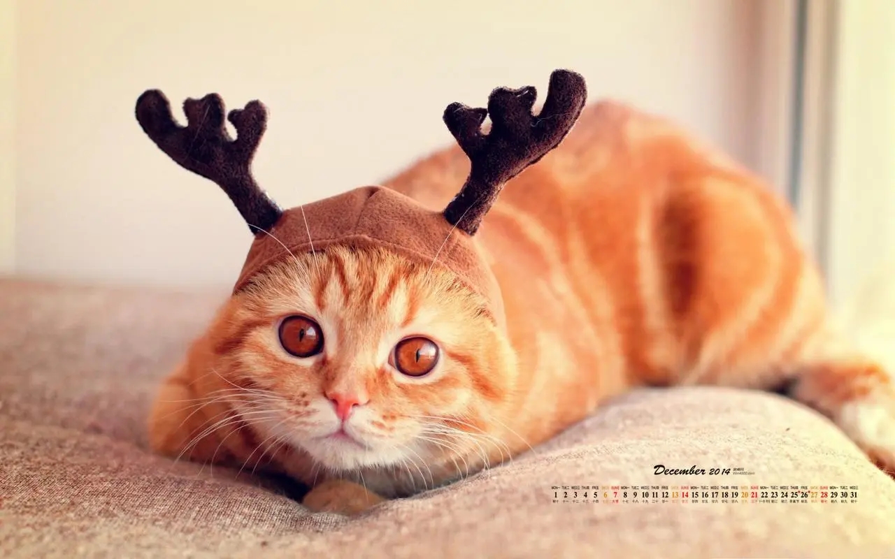 纯种比熊犬出售|疫苗已做|实拍照片|600元